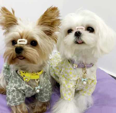 Luxury Dog Collar Bling