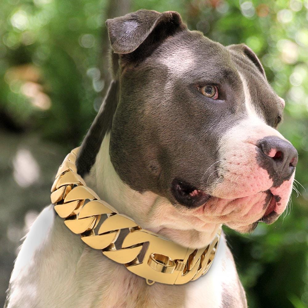 VVS Jewelry hip hop jewelry Gold / 17.5" Big Dawg Smooth Cuban Link Dog Collar