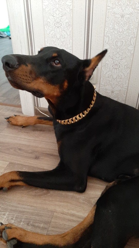 VVS Jewelry hip hop jewelry Thicc Cuban Link Dog Collar